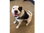 Wayne Ii 49, American Pit Bull Terrier For Adoption In Cleveland, Ohio