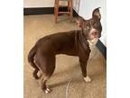James Ii 16, American Pit Bull Terrier For Adoption In Cleveland, Ohio