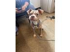 Daylight 150, American Pit Bull Terrier For Adoption In Cleveland, Ohio