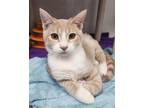 Adopt Tangerine a Tan or Fawn Domestic Shorthair / Domestic Shorthair / Mixed