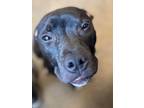 Pebbles Vii 136, American Pit Bull Terrier For Adoption In Cleveland, Ohio