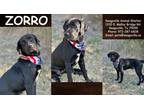 Adopt Zorro a Black Labrador Retriever / Mixed dog in SEAGOVILLE, TX (38821725)
