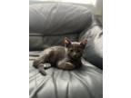 Adopt Shinobi a Gray or Blue Russian Blue / Mixed (medium coat) cat in Hemet