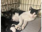 Adopt Remus a All Black Domestic Shorthair / Domestic Shorthair / Mixed cat in