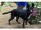 Adopt zPHARAOH (COURTESY LISTING) a Black - with White German Shepherd Dog /