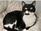 Adopt Valentine a All Black Domestic Shorthair / Domestic Shorthair / Mixed cat