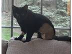 Jerrie, Domestic Shorthair For Adoption In Downers Grove, Illinois