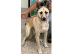 Adopt Balin a Husky / Mixed dog in Little Rock, AR (38665151)