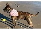 Brodi, Bull Terrier For Adoption In Ventura, California