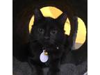 Adopt Vicky a All Black Domestic Shorthair / Mixed cat in Howard Beach