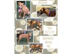 Adopt Blossom a Red/Golden/Orange/Chestnut Foxhound / German Shepherd Dog /