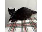 Adopt Ladylove a All Black Domestic Shorthair / Mixed cat in Livingston