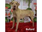 Adopt Buford a Brown/Chocolate Weimaraner / Mixed dog in Yuma, AZ (38920563)