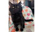 Gary, Domestic Shorthair For Adoption In Savannah, Tennessee