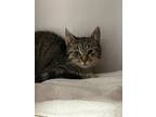 Dusty, Domestic Shorthair For Adoption In Espanola, New Mexico