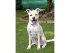 Adopt Maisie (Shelly) (Cocoa Adoption Center) a Tan/Yellow/Fawn Labrador