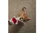 Sir Gingersnap, Domestic Shorthair For Adoption In Wilmington, North Carolina