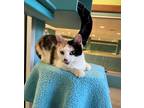 Adopt Sunni a White Domestic Shorthair / Domestic Shorthair / Mixed cat in