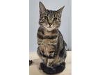 Lucy, Domestic Shorthair For Adoption In Oradell, New Jersey