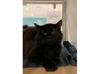 Adopt Spike a All Black Domestic Longhair / Domestic Shorthair / Mixed cat in