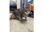 Asher, Domestic Shorthair For Adoption In Frankenmuth, Michigan