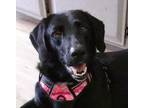 Adopt Lucy a Black Labrador Retriever / Mixed dog in Frederick, MD (38880579)