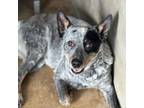 Adopt Rylee / 0463 a Australian Cattle Dog / Blue Heeler
