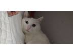 Adopt Pearl a Domestic Short Hair