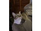 Adopt Saki and Noodle a Calico or Dilute Calico American Shorthair / Mixed