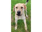 Adopt Phelps a Labrador Retriever / Mixed dog in Ferndale, NY (38896634)