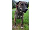 Adopt Bethany a Labrador Retriever / Mixed dog in Ferndale, NY (38902878)