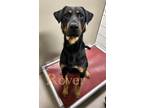 Adopt Rover 122714 a Black Labrador Retriever / Hound (Unknown Type) dog in
