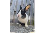 Adopt Turbo a Black Dutch / Mixed (short coat) rabbit in Latrobe, PA (38826256)