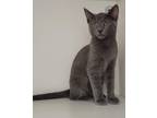 Adopt Medium a Gray or Blue Domestic Shorthair / Domestic Shorthair / Mixed cat