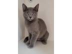 Adopt Atomic a Gray or Blue Domestic Shorthair / Domestic Shorthair / Mixed cat