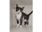 Adopt Mild a Gray or Blue Domestic Shorthair / Domestic Shorthair / Mixed cat in