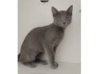 Adopt Hot a Gray or Blue Domestic Shorthair / Domestic Shorthair / Mixed cat in