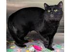 Chiefs, Domestic Shorthair For Adoption In The Colony, Texas