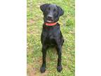 Champ, Labrador Retriever For Adoption In Chester Springs, Pennsylvania