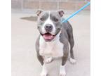 Adopt Wallflower a Gray/Blue/Silver/Salt & Pepper American Pit Bull Terrier /