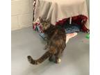 Tally, Domestic Shorthair For Adoption In Sacramento, California