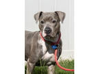 Adopt Texas a Gray/Blue/Silver/Salt & Pepper Mixed Breed (Medium) / Mixed dog in