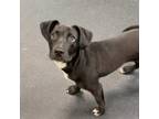 Adopt Sammy a Black Mixed Breed (Medium) / Mixed dog in Vienna, OH (38337679)
