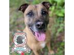 Adopt Max a Brown/Chocolate Mixed Breed (Large) / Mixed dog in Jacksonville