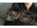 Stacey, Domestic Shorthair For Adoption In Toronto, Ontario