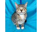 Apple, Domestic Shorthair For Adoption In Rowland Heights, California