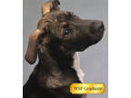 Adopt Freya a Black Mixed Breed (Large) / Mixed dog in Walla Walla