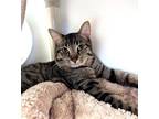 Tiger, Domestic Shorthair For Adoption In Guelph, Ontario