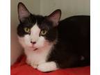 Adopt Teagan a White Domestic Shorthair / Domestic Shorthair / Mixed cat in