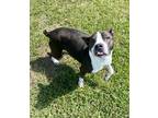 Adopt Kesh a Brindle American Pit Bull Terrier / Mixed dog in Gray